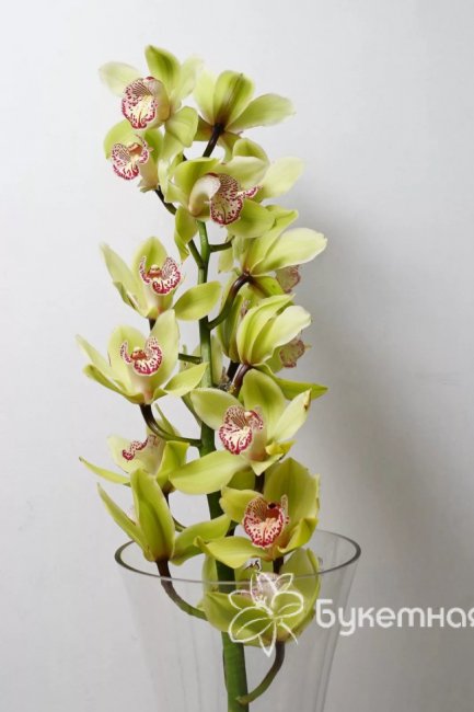 Орхидея цимбидиум - салон «Букетная» в Тюмени