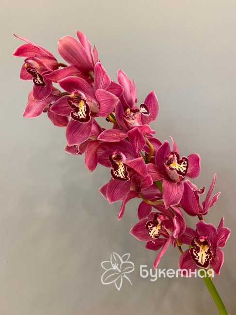 Орхидея цимбидиум - салон «Букетная» в Тюмени