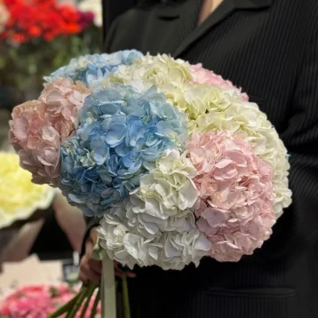 Букет «Гортензия для любимой»