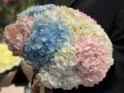 Букет «Гортензия для любимой»