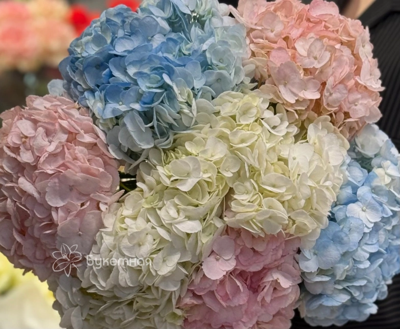 Букет &laquo;Гортензия для любимой&raquo;