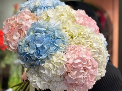 Моно букет  «Для любимой Гортензии»