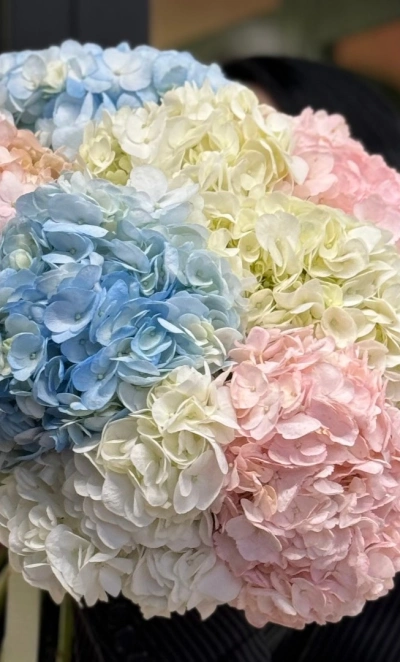 Моно букет  «Для любимой Гортензии»