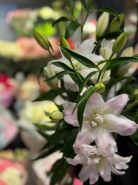 Лилия &laquo;Амистад&raquo; 1