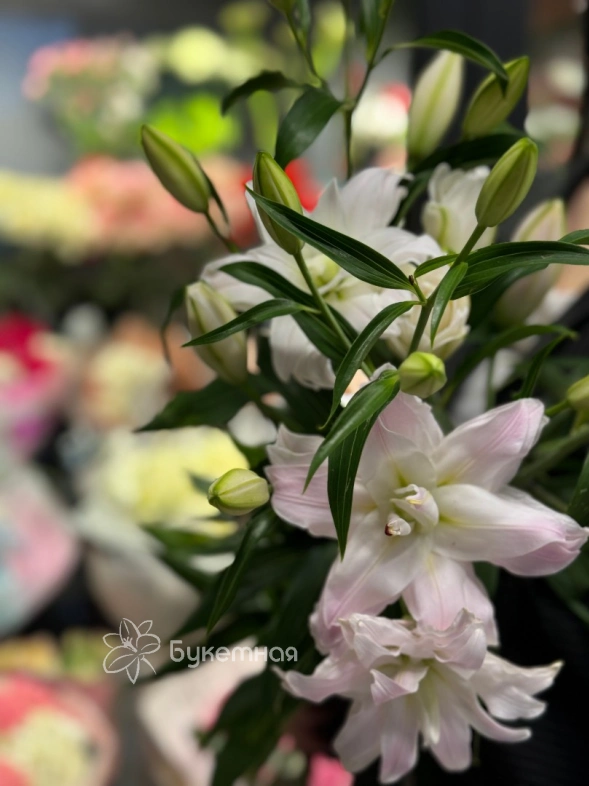 Лилия &laquo;Амистад&raquo;