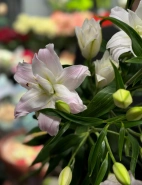 Лилия &laquo;Амистад&raquo; 0