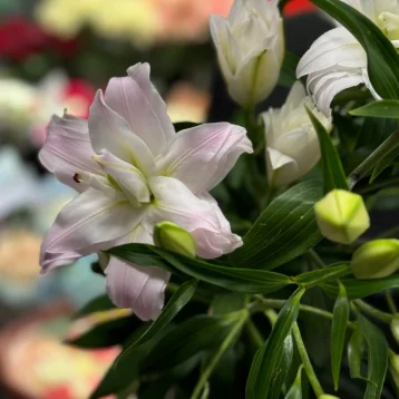 Лилия «Амистад»