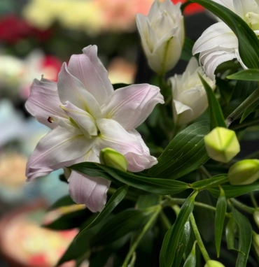 Лилия «Амистад»