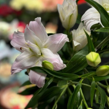 Лилия «Амистад»