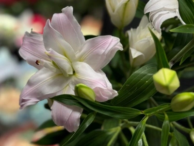 Лилия «Амистад»