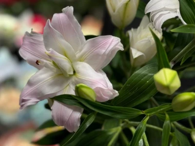 Лилия «Амистад»