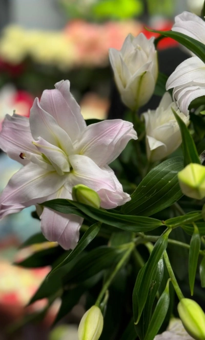 Лилия «Амистад»