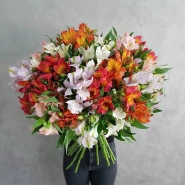 Альстромерия 1