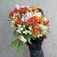 Альстромерия 2