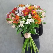 Альстромерия 0