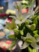 Лилия &laquo;Бах&raquo; 0