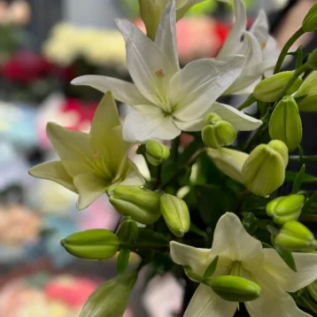 Лилия «Бах»