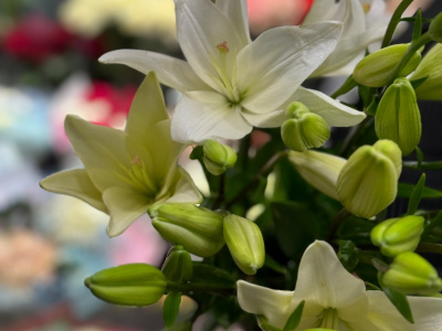 Лилия «Бах»