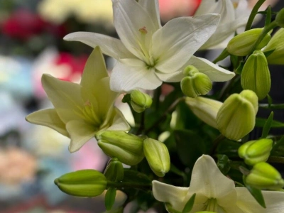 Лилия «Бах»