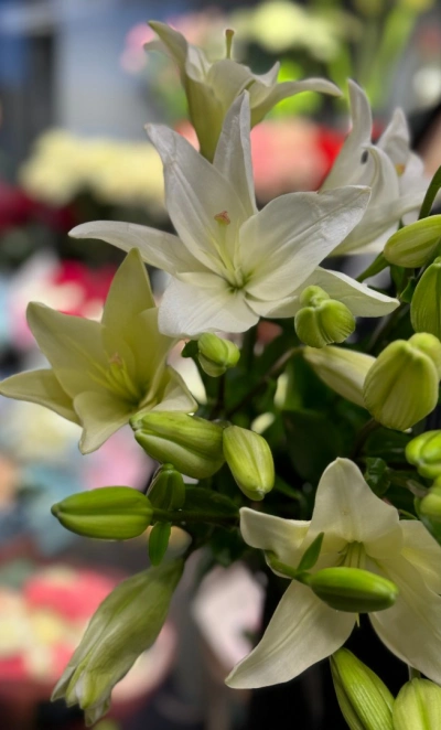 Лилия «Бах»