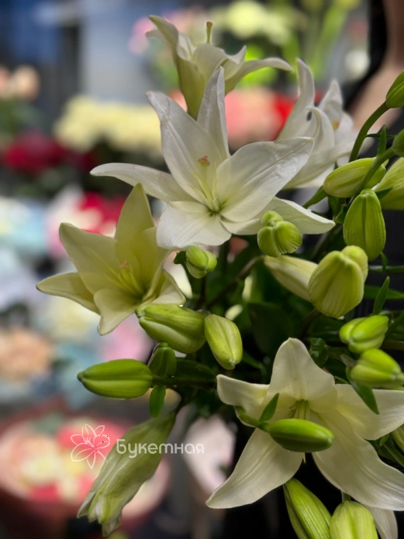 Лилия &laquo;Бах&raquo;