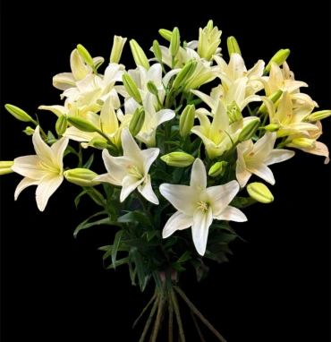 Лилия Голландская