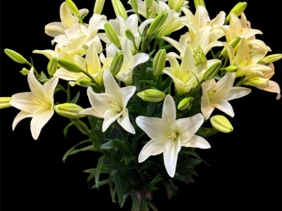 Лилия Голландская