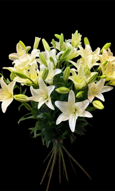 Лилия Голландская