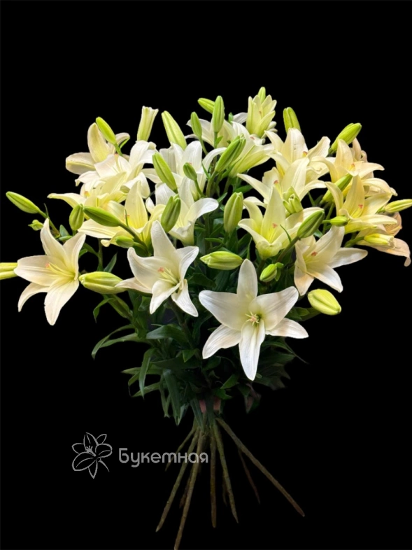 Лилия Голландская