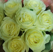 РОЗА Россия сортовая 0