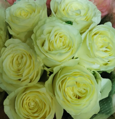 РОЗА Россия сортовая