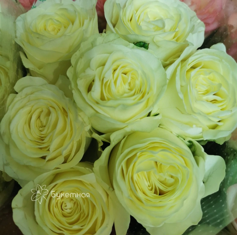 РОЗА Россия сортовая