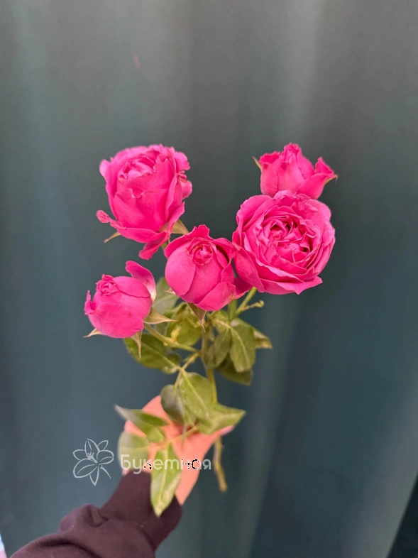 Роза кустовая пионовидная &laquo;Мисти Баблс&raquo;