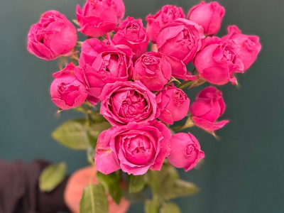 Роза кустовая пионовидная «Мисти Баблс»