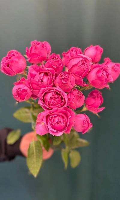 Роза кустовая пионовидная «Мисти Баблс»