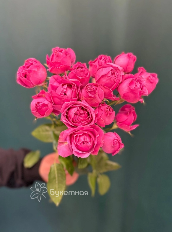 Роза кустовая пионовидная &laquo;Мисти Баблс&raquo;