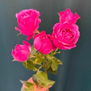 Кустовая роза пионовидная &laquo;Мисти Баблс&raquo; 0