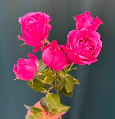 Кустовая роза пионовидная «Мисти Баблс»