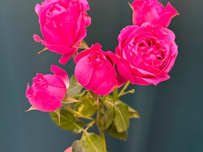 Кустовая роза пионовидная «Мисти Баблс»