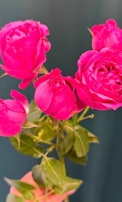 Кустовая роза пионовидная «Мисти Баблс»