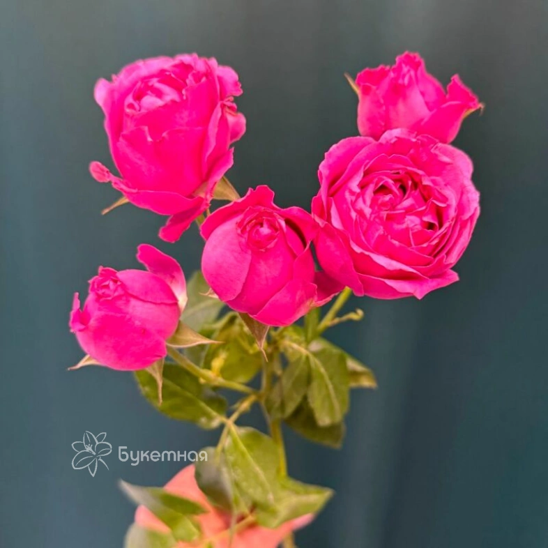 Кустовая роза пионовидная &laquo;Мисти Баблс&raquo;