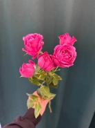 Кустовая роза пионовидная &laquo;Мисти Баблс&raquo; 0