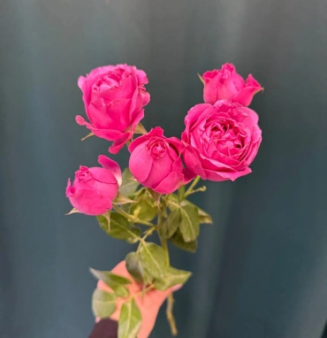 Кустовая роза пионовидная «Мисти Баблс»