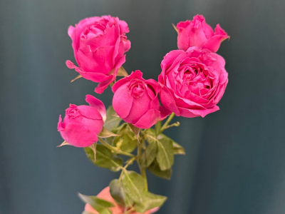 Кустовая роза пионовидная «Мисти Баблс»