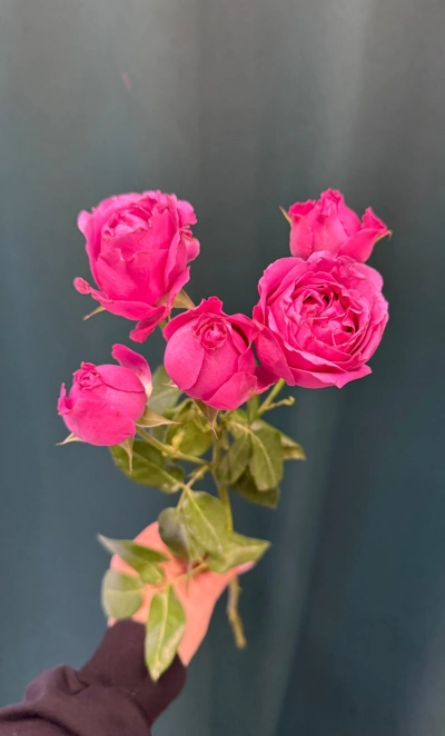 Кустовая роза пионовидная «Мисти Баблс»