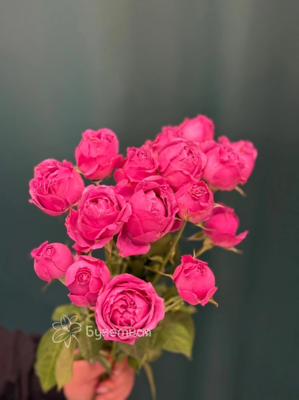 Кустовая роза пионовидная &laquo;Мисти Баблс&raquo;