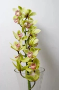 Орхидея цимбидиум 0