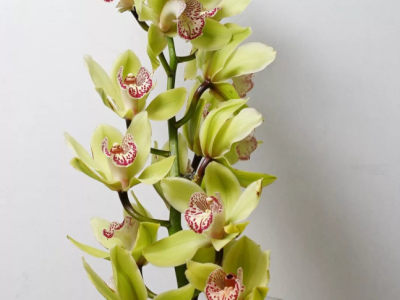 Орхидея цимбидиум