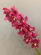 Орхидея цимбидиум 1