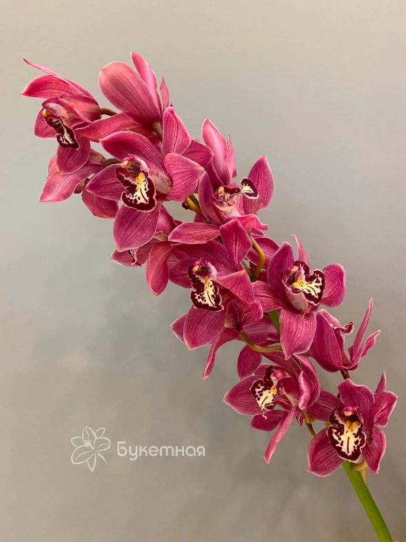 Орхидея цимбидиум